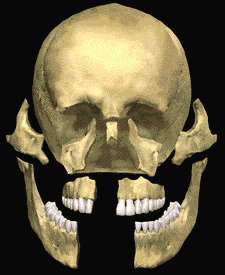Skeletal Face